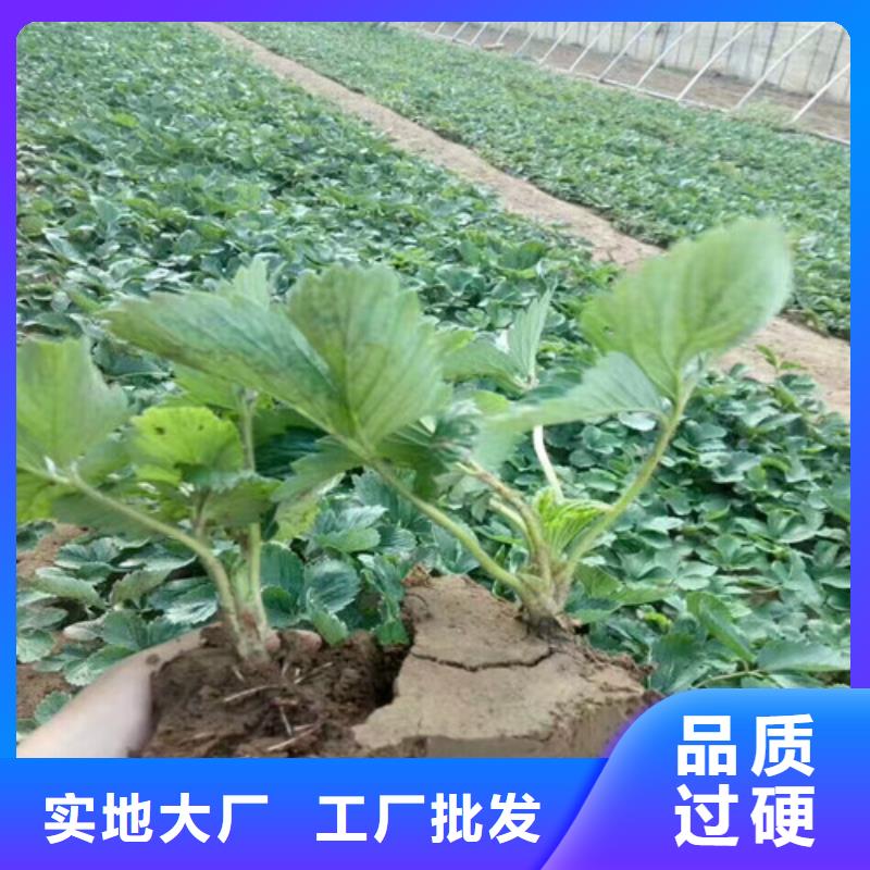 草莓苗-无籽葡萄树苗精致工艺供应采购