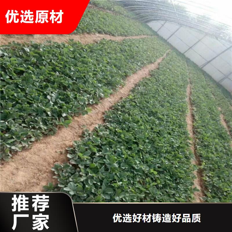 哪里买白草莓苗，白草莓苗高产丰收附近供应商