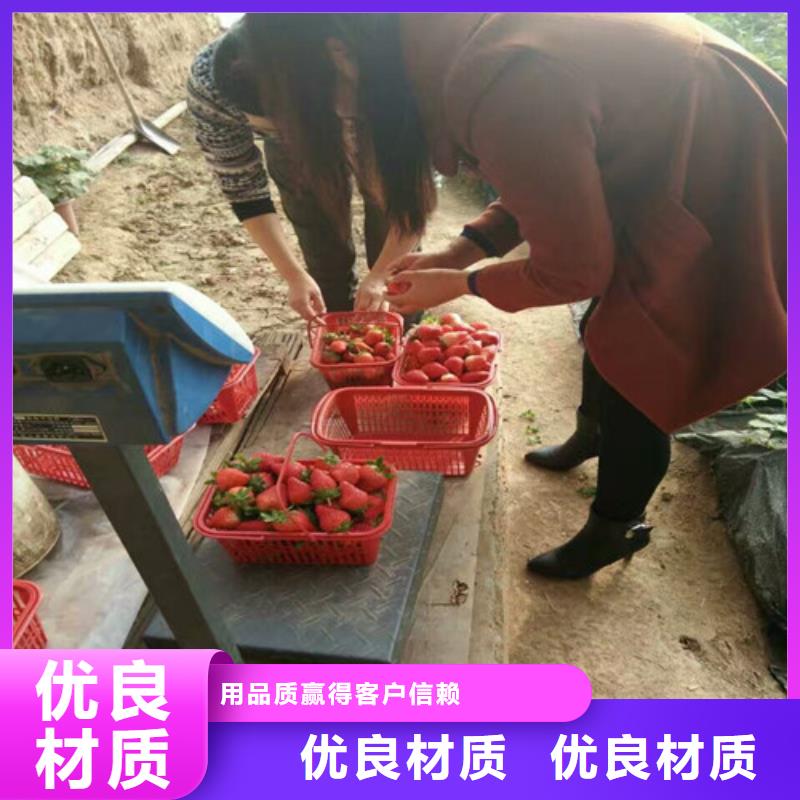 基地批发桃熏草莓苗，桃熏草莓苗种植地区敢与同行比质量