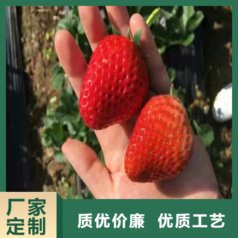 草莓苗多少钱一棵同城供应商