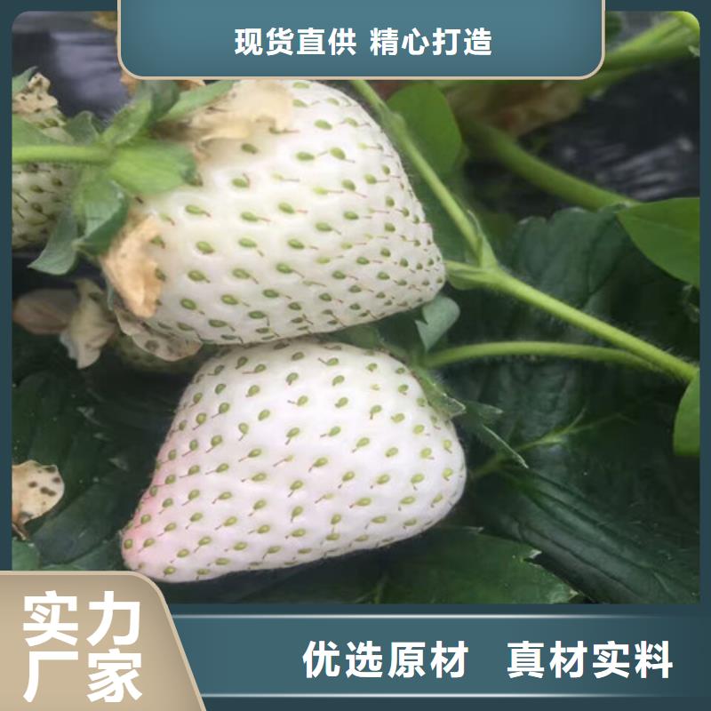 哪里供应白果草莓苗，白果草莓苗育苗厂家源头采购