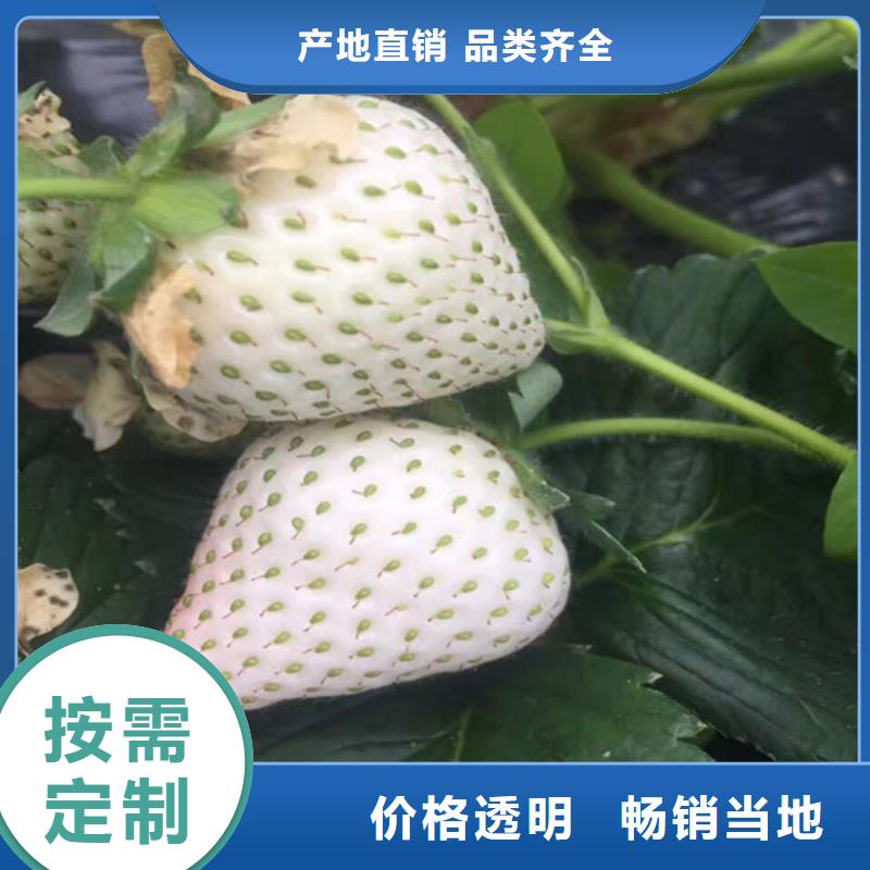 辽宁沈阳草莓种苗适用范围广