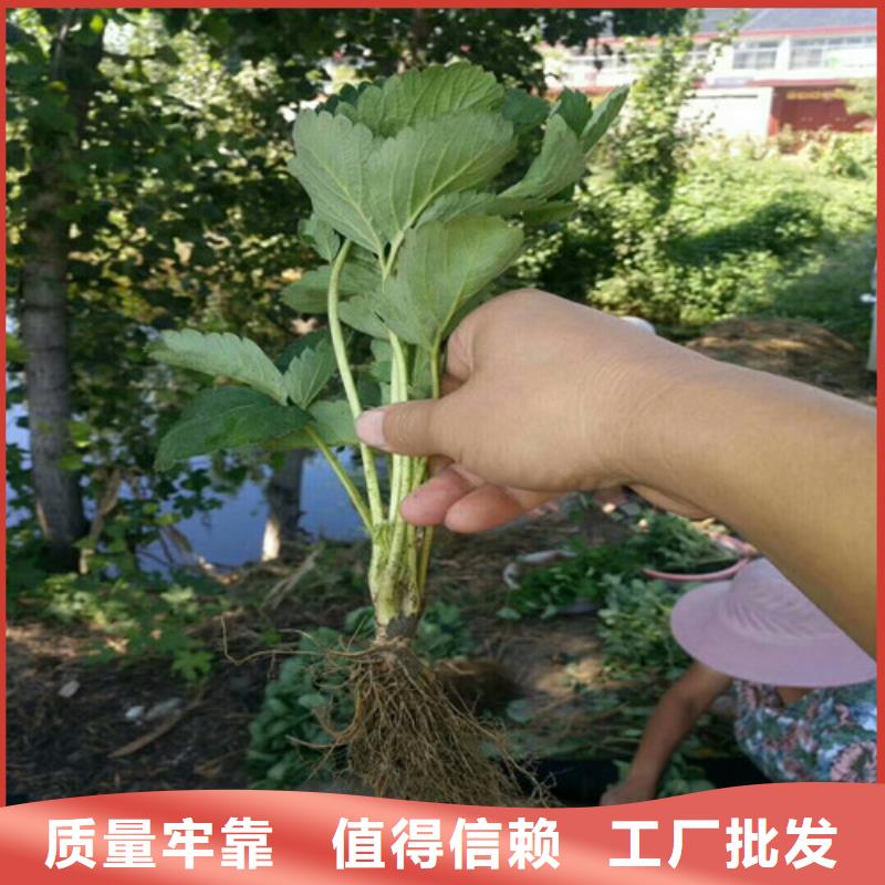 基地批发红颜草莓苗，红颜草莓苗哪里有批发的附近品牌