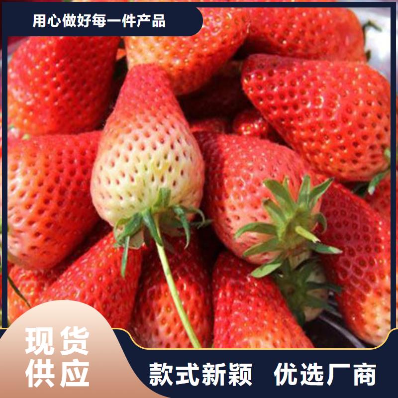 【草莓苗珍珠枣油桃树苗常年供应】厂家质量过硬