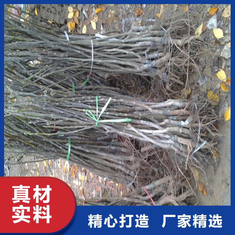 核桃苗种植地区对质量负责