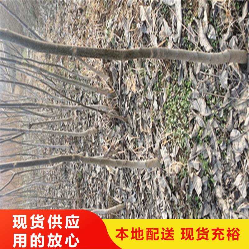 香玲核桃苗种植地区规格齐全实力厂家