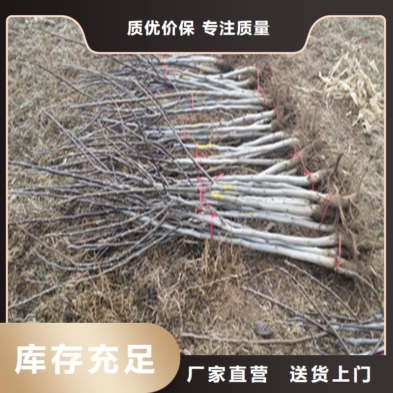 核桃苗桃树苗基地多种优势放心选择专业厂家