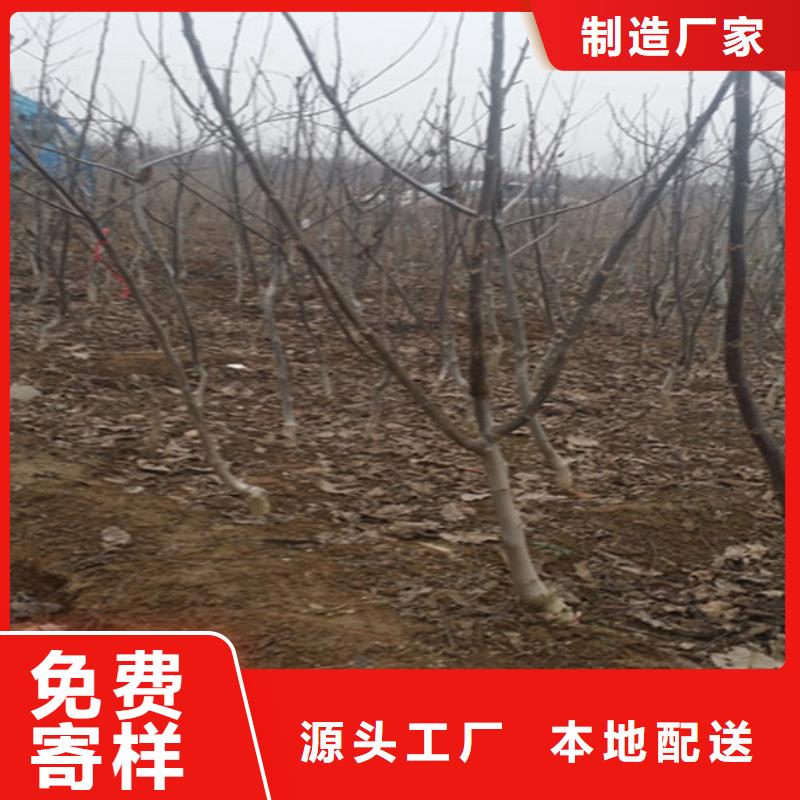 核桃苗-蓝宝石葡萄苗厂家直销安全放心当地品牌