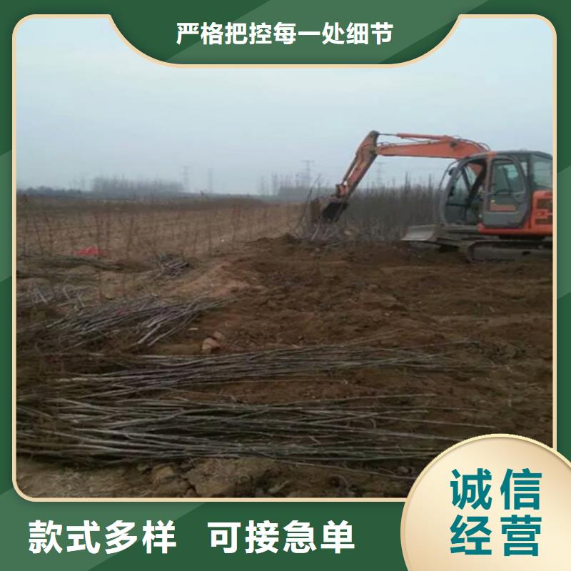 核桃苗苹果苗基地好产品放心购当地制造商