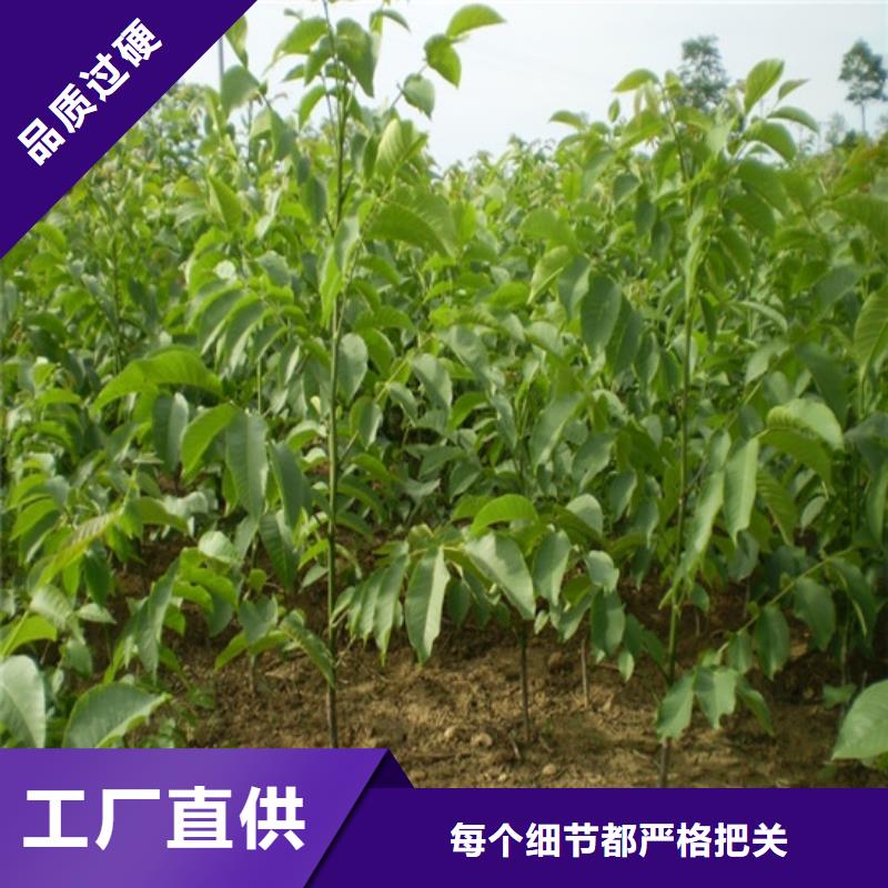 核桃苗大棚草莓苗厂家直销供货稳定质量上乘