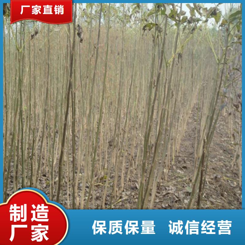 清香核桃苗栽植密度当地厂家