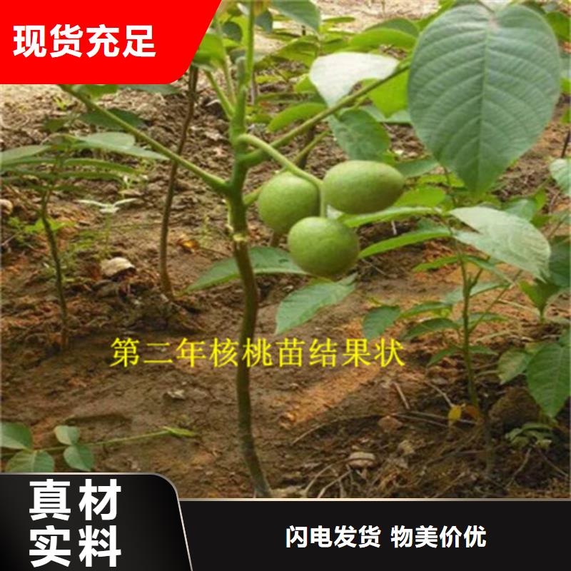 核桃苗【苹果苗】0中间商差价厂家质量过硬