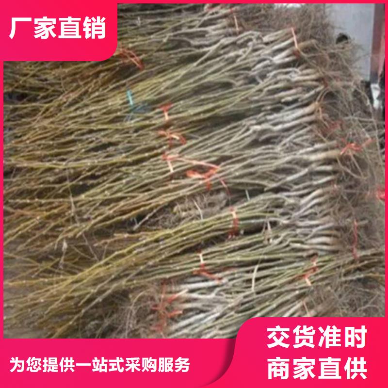 碧根果树苗种植条件自营品质有保障