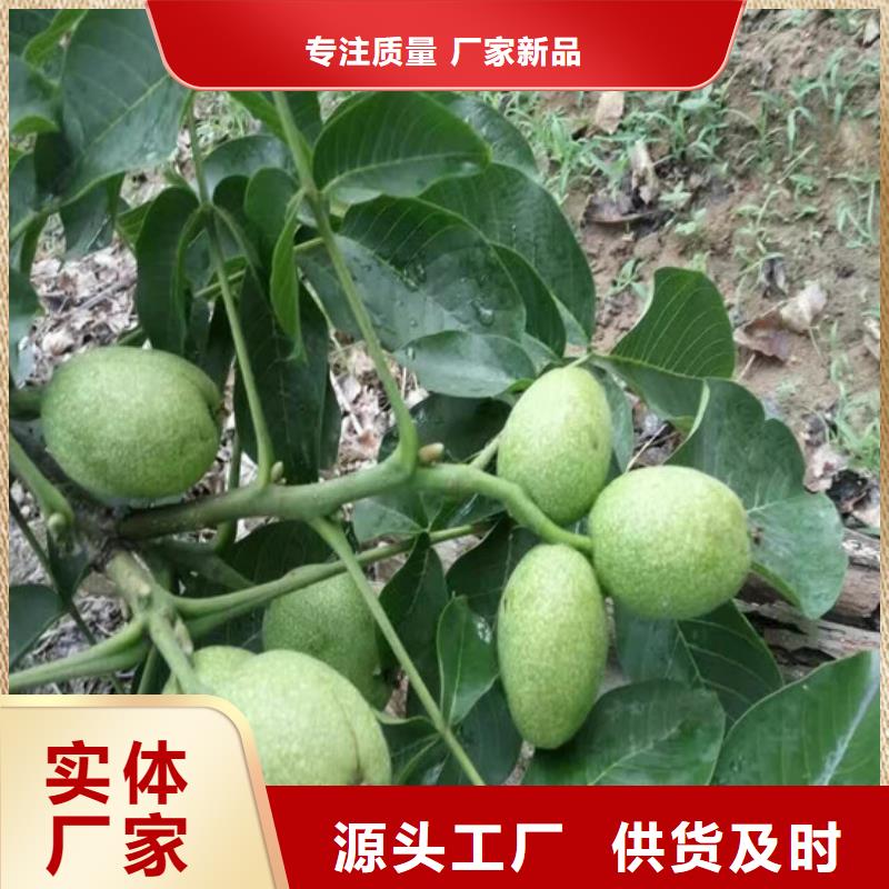 核桃实生苗栽植密度款式新颖