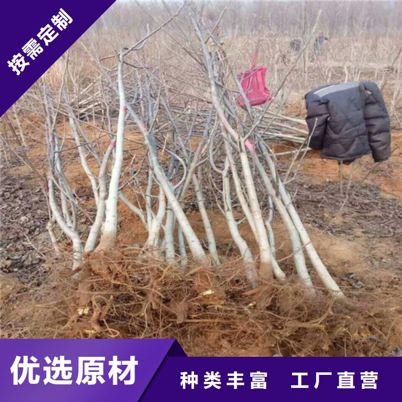 核桃苗果树苗批发基地正品保障同城公司