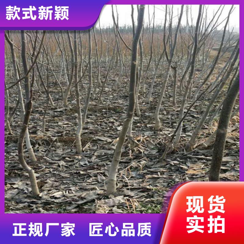 【核桃苗樱桃苗供应商】厂家直销大量现货