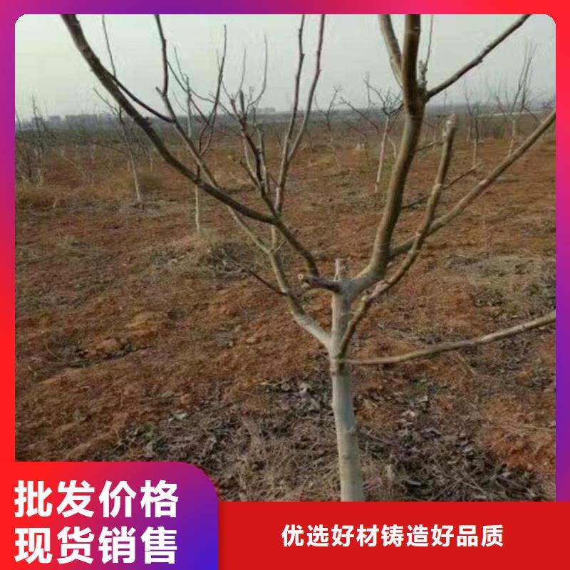 核桃苗_吉塞拉6号砧木可接急单同城生产商