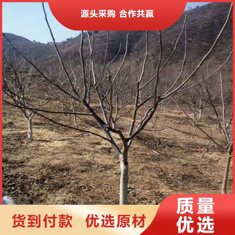 核桃苗-黑珍珠草莓苗售后无忧货真价实