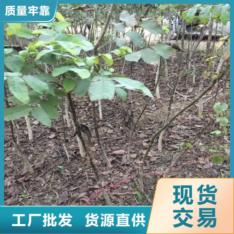 核桃苗草莓苗价格现货充足量大优惠一站式采购