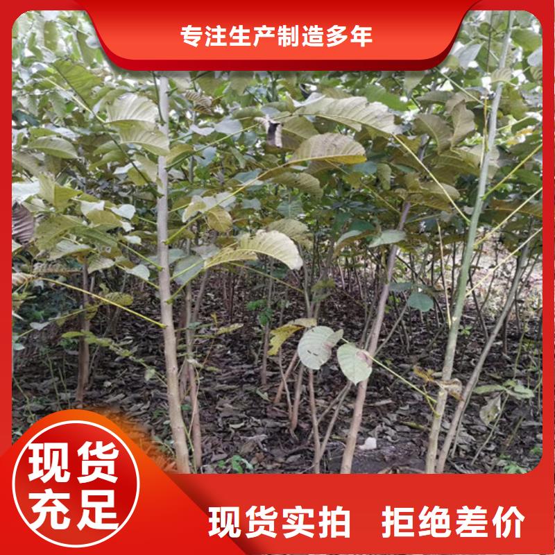 8518核桃苗栽植密度厂家直销货源充足