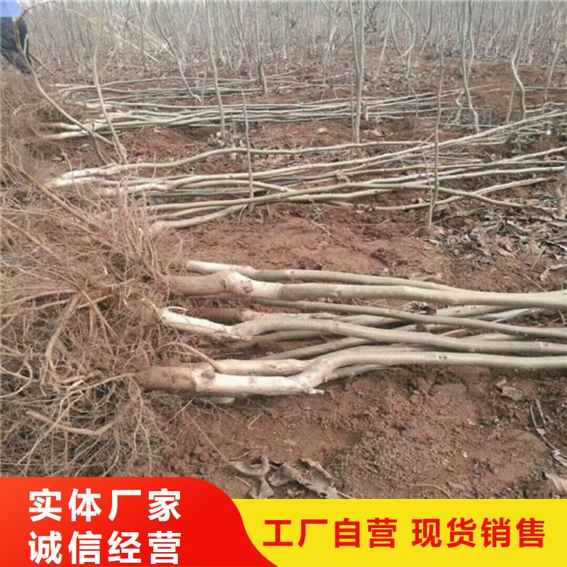 【核桃苗樱桃苗质优价廉】当地生产商