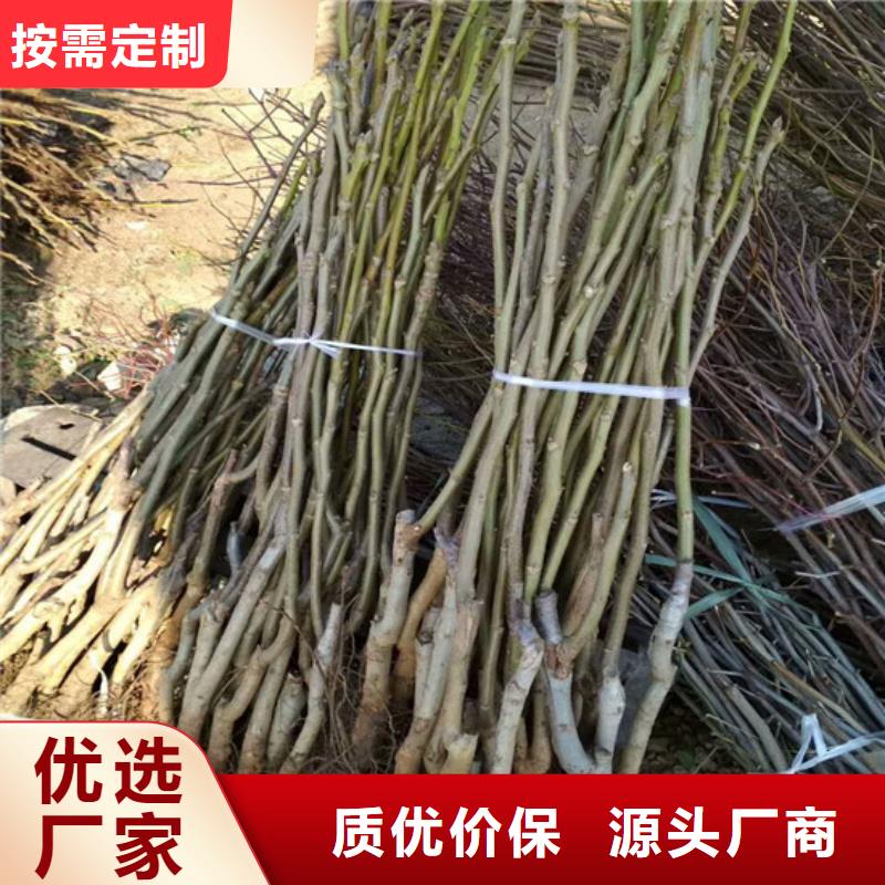 【核桃苗火箭大樱桃树苗实体厂家大量现货】拥有核心技术优势