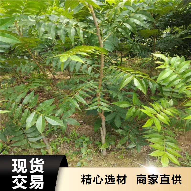 原生核桃树苗种苗订制批发