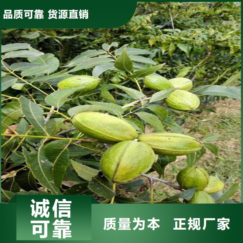 碧根果树苗种植地区严选用料