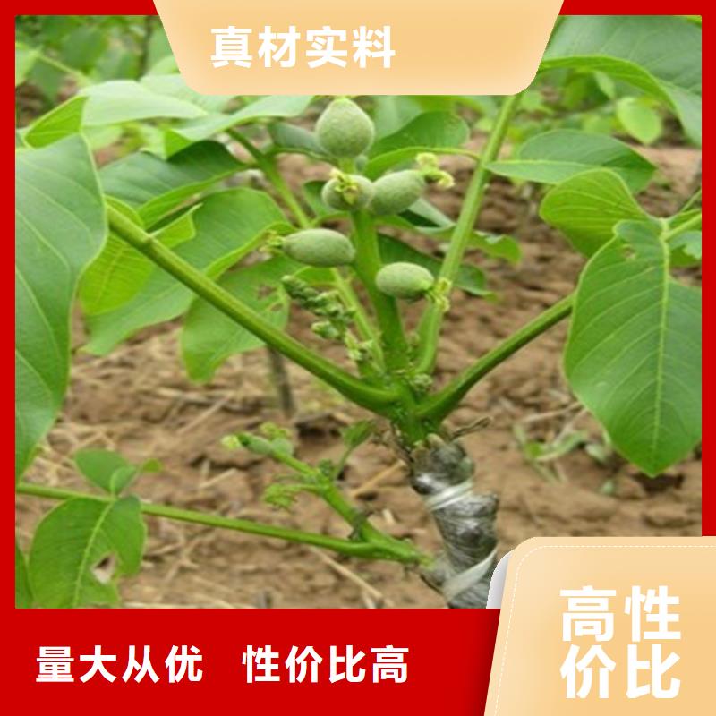 核桃苗种植条件同城制造商