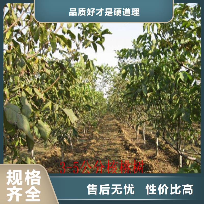 核桃苗黄金苹果树苗优质工艺现货齐全售后无忧