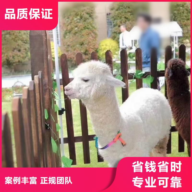 江苏马戏团/羊驼 【马戏团表演】注重质量